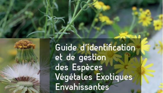 Identifier et gérer les plantes invasives