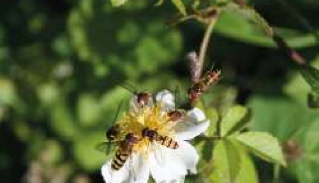 Adapter la gestion des bords de routes pour préserver les insectes pollinisateurs sauvages