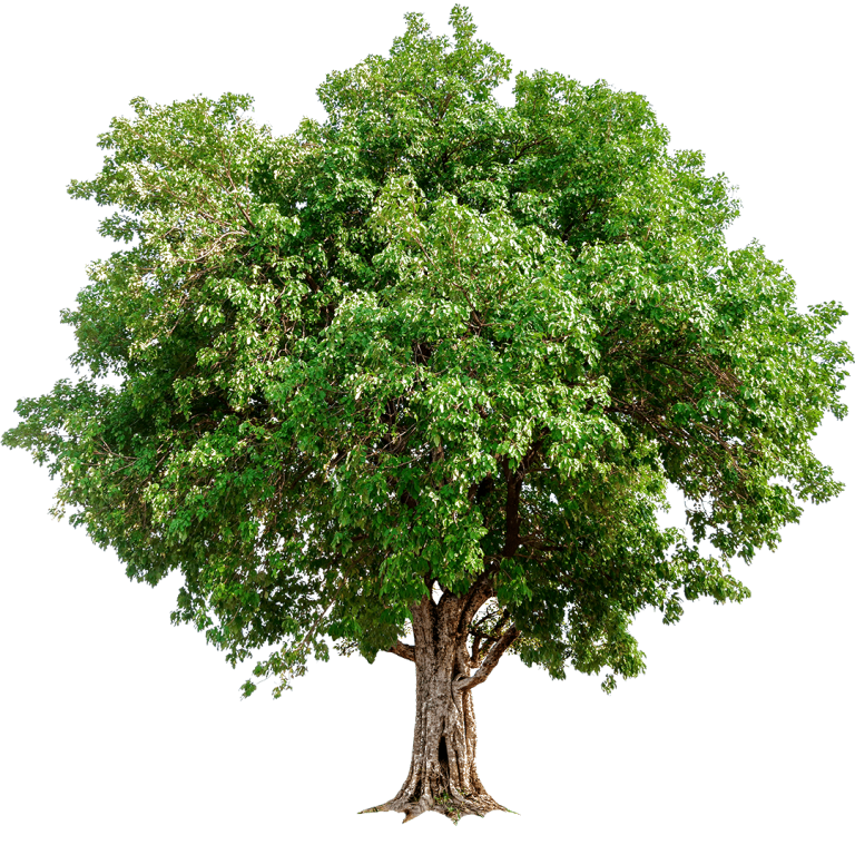 VIE : Valeur Intégrale Evaluée de l'arbre - Barème de l'arbre
