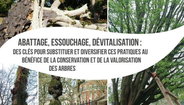 Comment conserver et valoriser les arbres ?