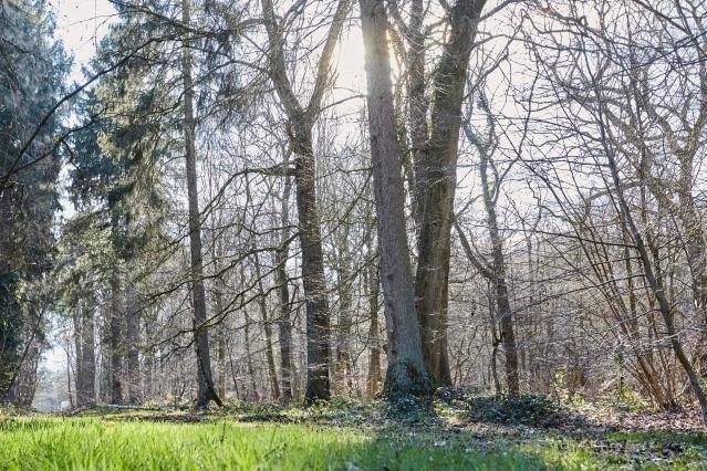 Règlement pour améliorer la surveillance et la résilience des forêts européennes