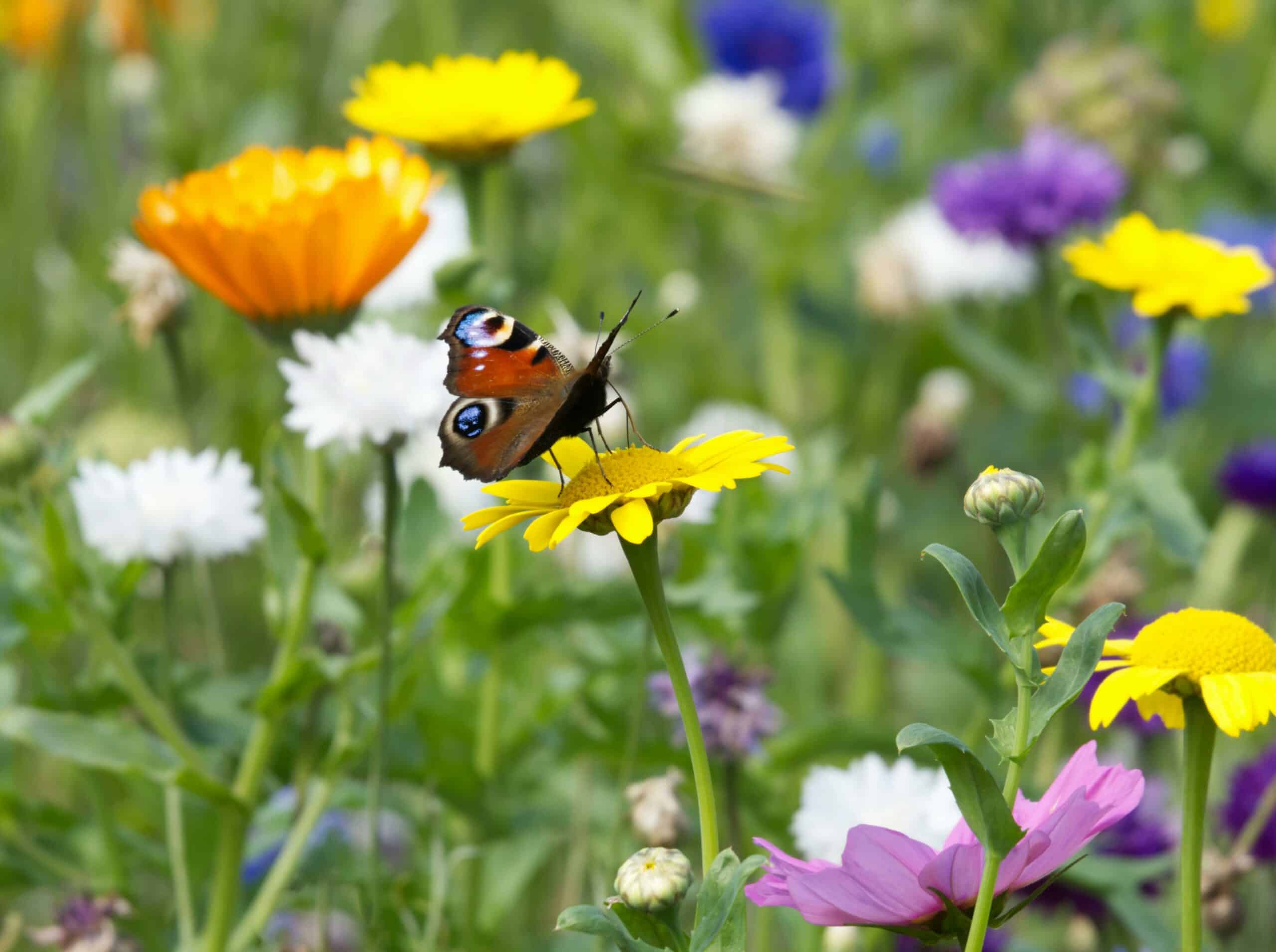 Préservation de la biodiversité : journée internationnale du 22 mai